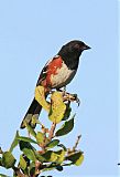 Spotted Towheeborder=